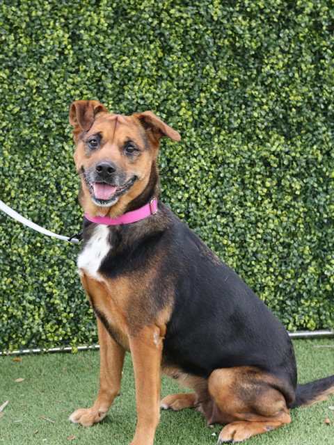 MAYA, an adoptable German Shepherd Dog in Naples, FL