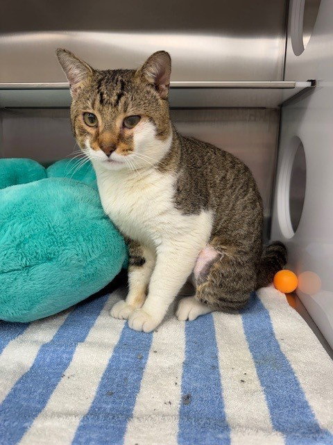 CHEVY, an adoptable Domestic Short Hair in Naples, FL