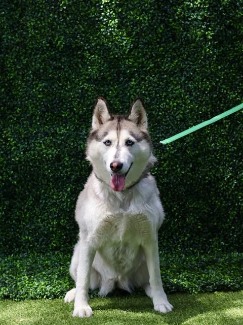 NALA, an adoptable Siberian Husky in Naples, FL