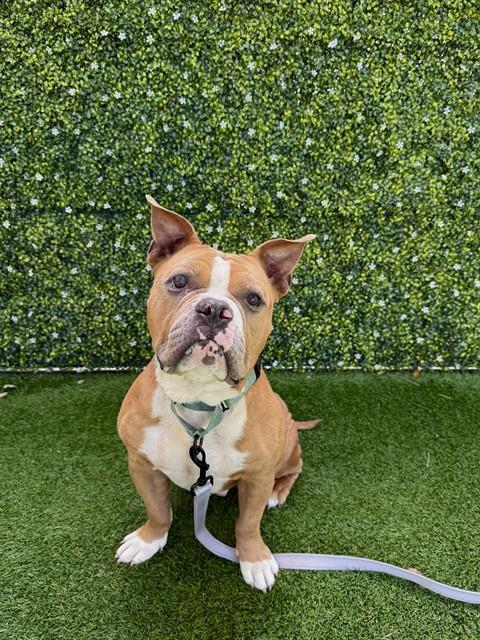 picture of the dog needing adoption