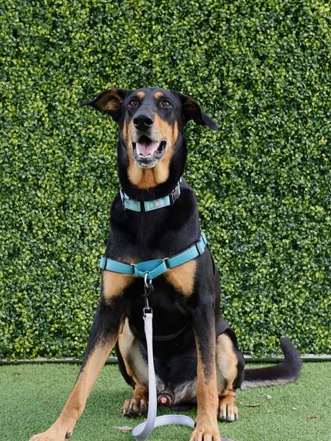 GRU, an adoptable Doberman Pinscher in Naples, FL