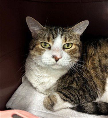 picture of the cat needing adoption