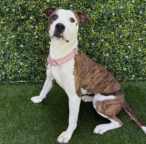 picture of the dog needing adoption
