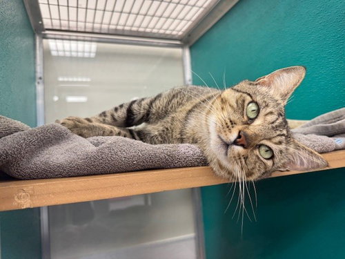picture of the cat needing adoption