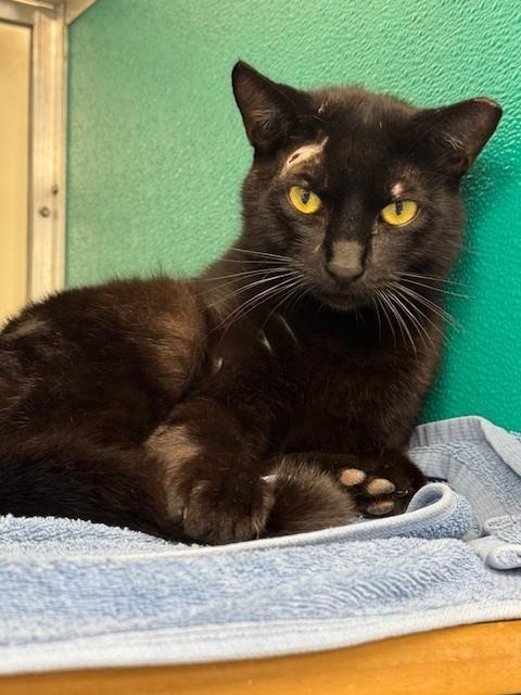 CHAD, an adoptable Domestic Short Hair in Naples, FL