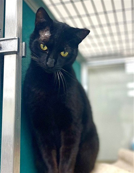 picture of the cat needing adoption