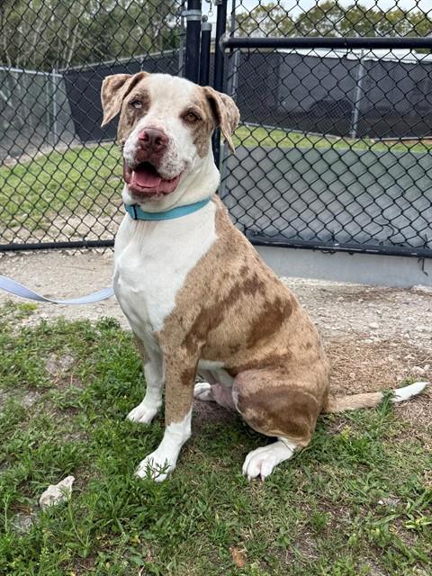 BRYER, an adoptable Catahoula Leopard Dog in Naples, FL