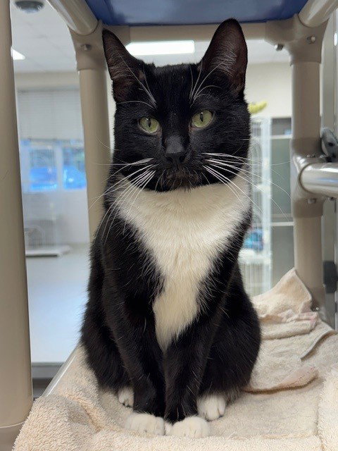 JASON, an adoptable Domestic Short Hair in Naples, FL