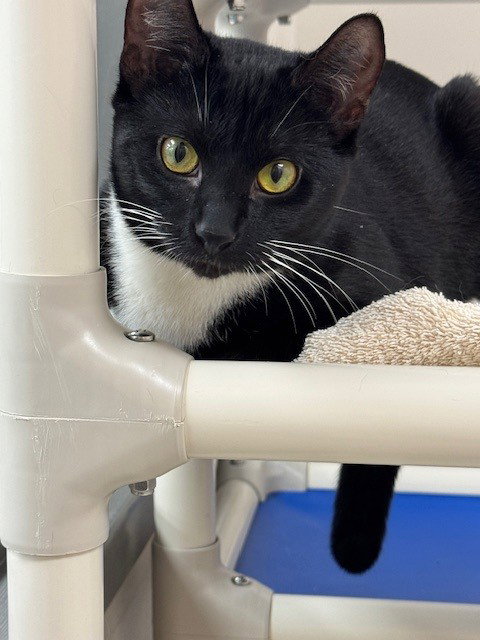 JUSTIN, an adoptable Domestic Short Hair in Naples, FL