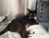 MEOW-KITTY - Photo 1