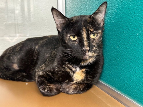 SHAUNA - Domestic Short Hair available for adoption