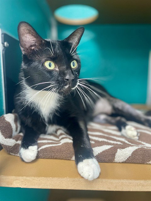 picture of the cat needing adoption