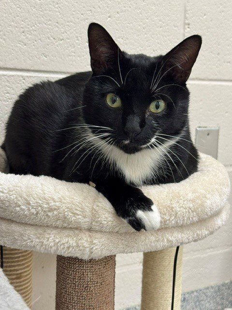 WHISKERS, an adoptable Domestic Short Hair in Naples, FL