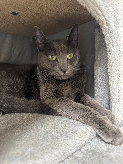OZZIE, an adoptable Domestic Short Hair in Naples, FL