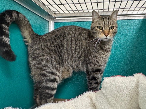 WHISKEY, an adoptable Domestic Short Hair in Naples, FL
