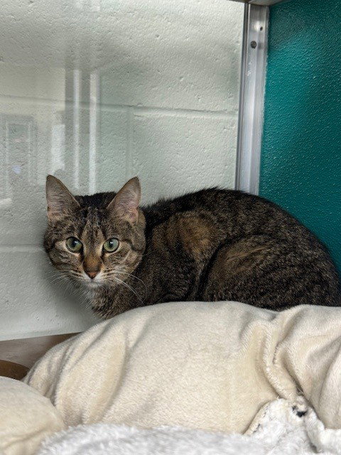 NALA, an adoptable Domestic Short Hair in Naples, FL