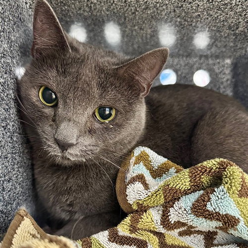 BELLA, an adoptable Domestic Short Hair in Naples, FL