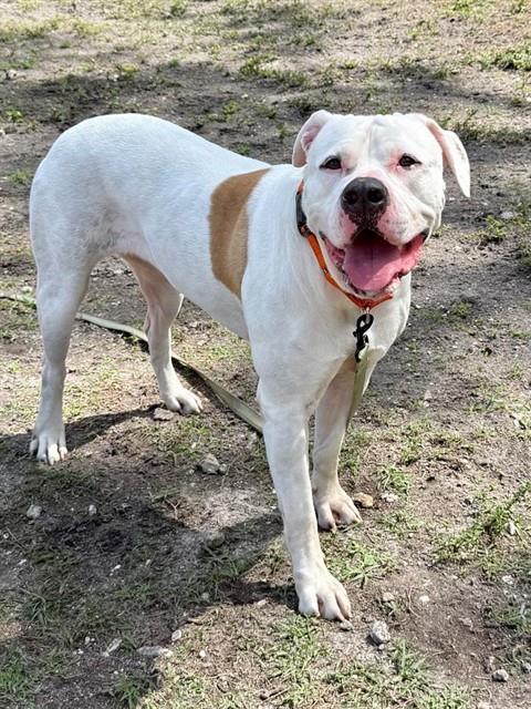 IVORY, an adoptable Mastiff in Naples, FL