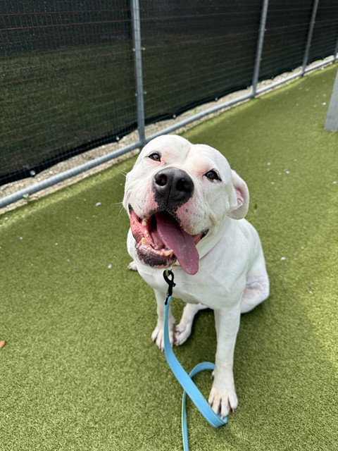 picture of the dog needing adoption
