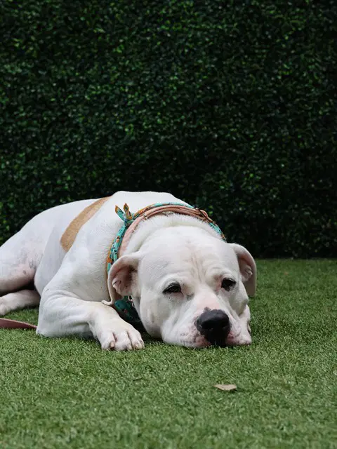 Ivory - Mastiff