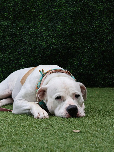IVORY, an adoptable Mastiff in Naples, FL