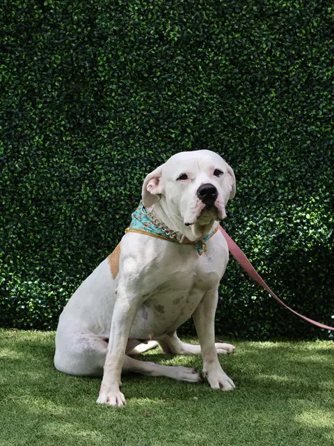 Ivory - Mastiff