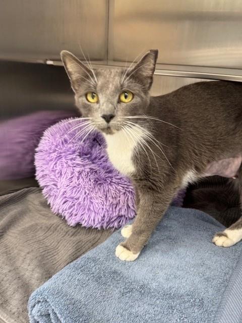 MARIE, an adoptable Domestic Short Hair in Naples, FL