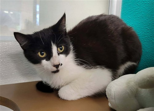 picture of the cat needing adoption