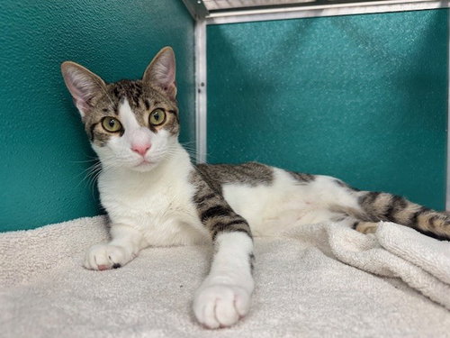 PASGHETTI, an adoptable Domestic Short Hair in Naples, FL
