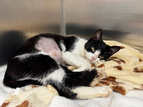TWYLA, an adoptable Domestic Short Hair in Naples, FL