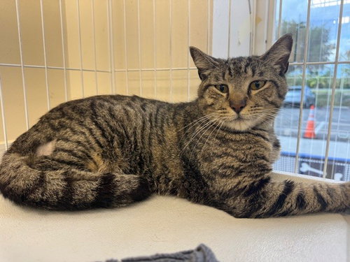 NUTTER BUTTER, an adoptable Domestic Short Hair in Naples, FL