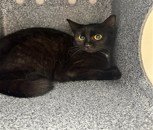 LIL DEBBIE, an adoptable Domestic Short Hair in Naples, FL