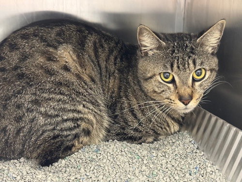 BUTTERSCOTCH, an adoptable Domestic Short Hair in Naples, FL