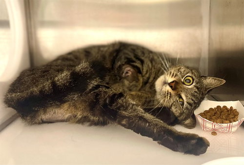 picture of the cat needing adoption