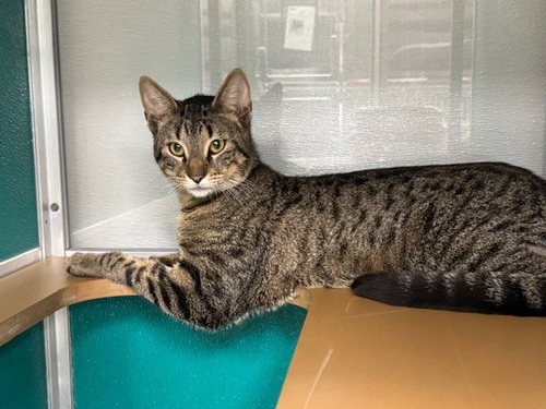 QUILL, an adoptable Domestic Short Hair in Naples, FL