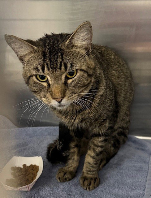 SABERTOOTH, an adoptable Domestic Short Hair in Naples, FL
