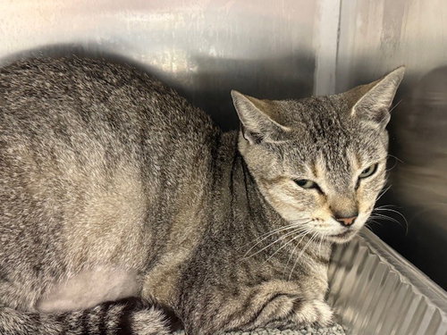 picture of the cat needing adoption