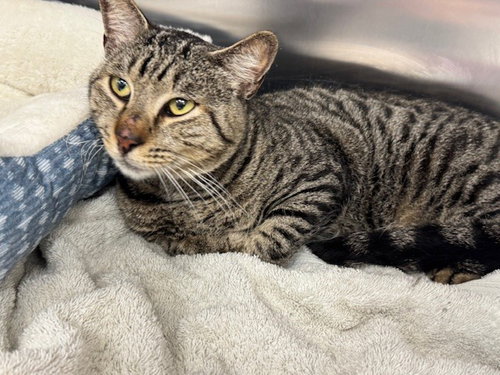 WARREN, an adoptable Domestic Short Hair in Naples, FL