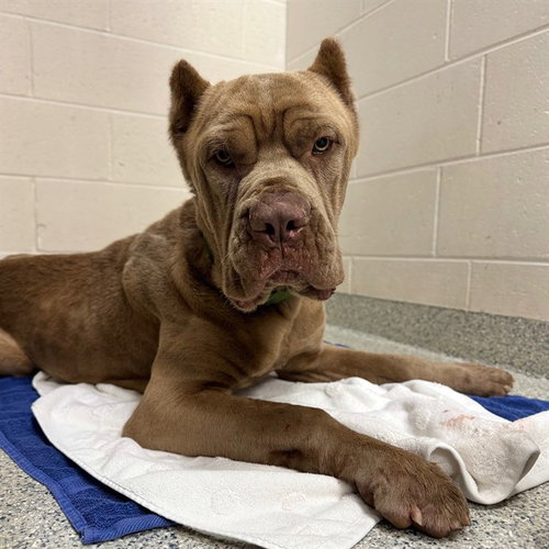 POSEIDON, an adoptable Mastiff in Naples, FL