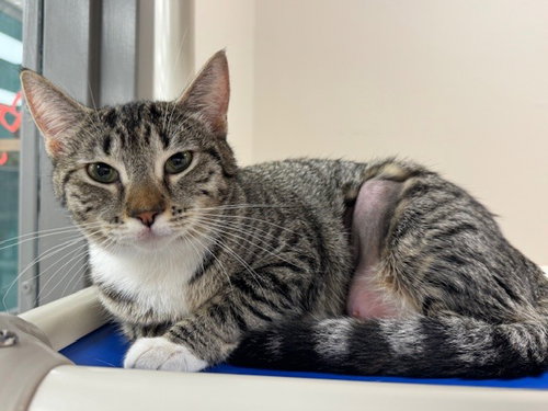 picture of the cat needing adoption