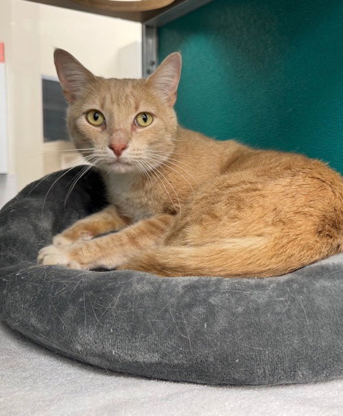picture of the cat needing adoption