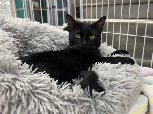 picture of the cat needing adoption
