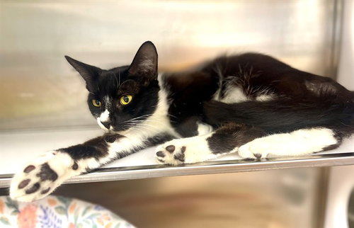 picture of the cat needing adoption