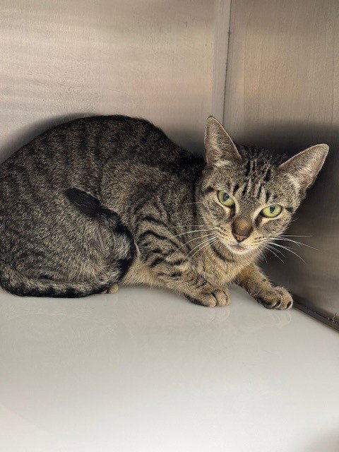 picture of the cat needing adoption