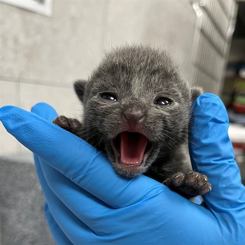 picture of the cat needing adoption