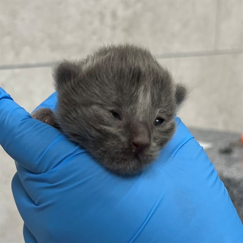 picture of the cat needing adoption