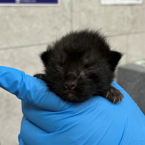 picture of the cat needing adoption