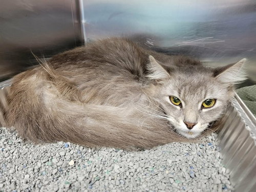 picture of the cat needing adoption