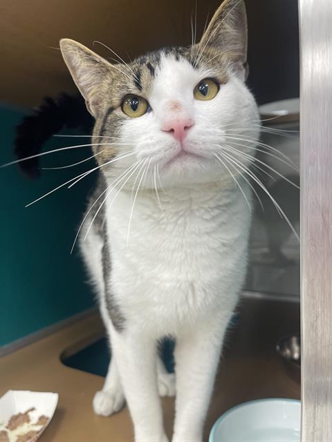 picture of the cat needing adoption
