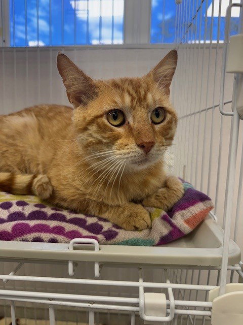 picture of the cat needing adoption